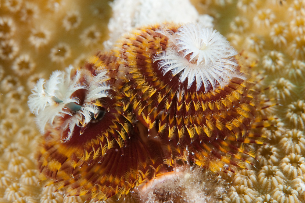 Bright red, gold, and white christmas tree worms blossom at the Coral Garden dive site in Malaysia's Tenggol Islands