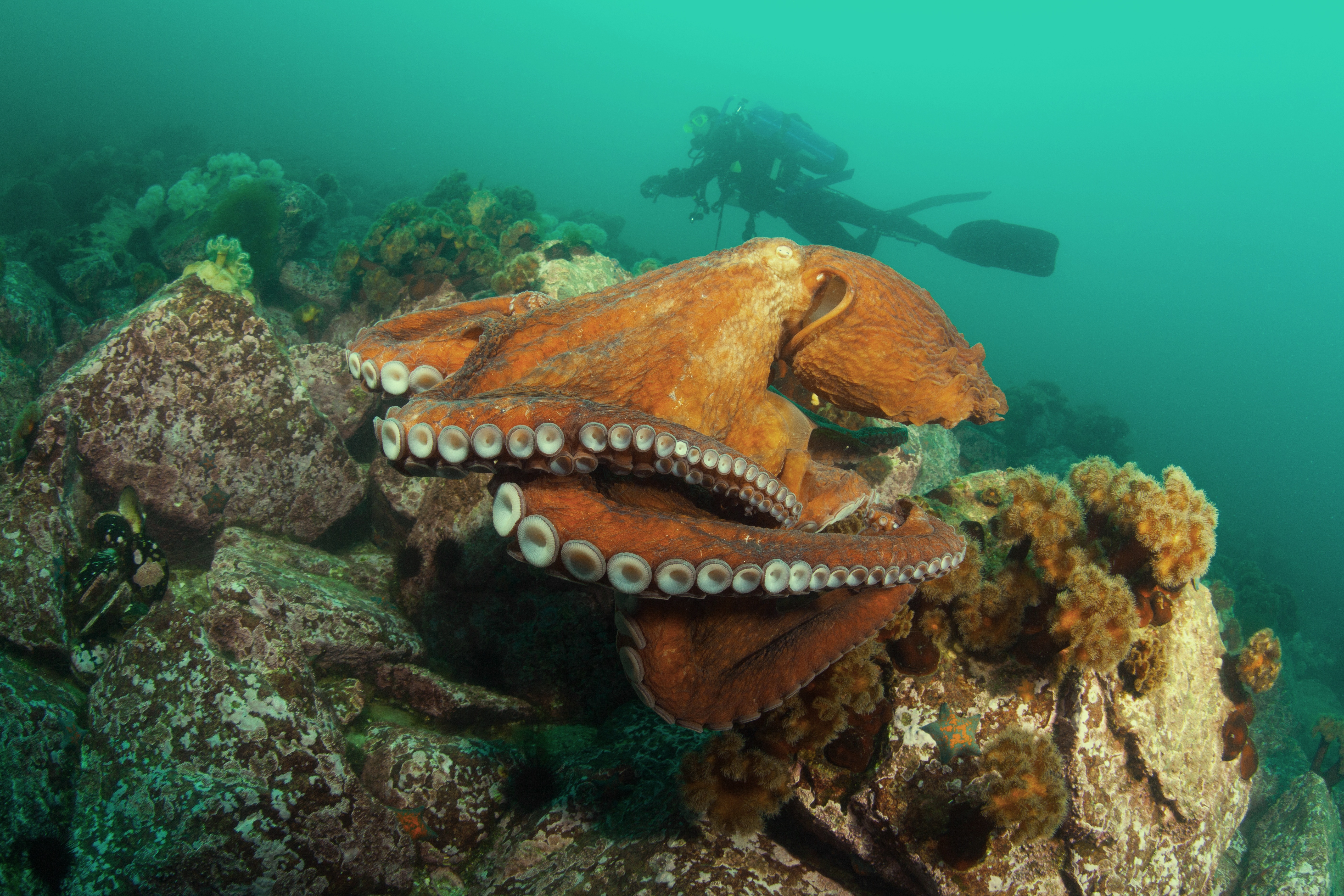 Diver encounters a giant pacific octopus in Washington's Fort Casey Underwater State Park