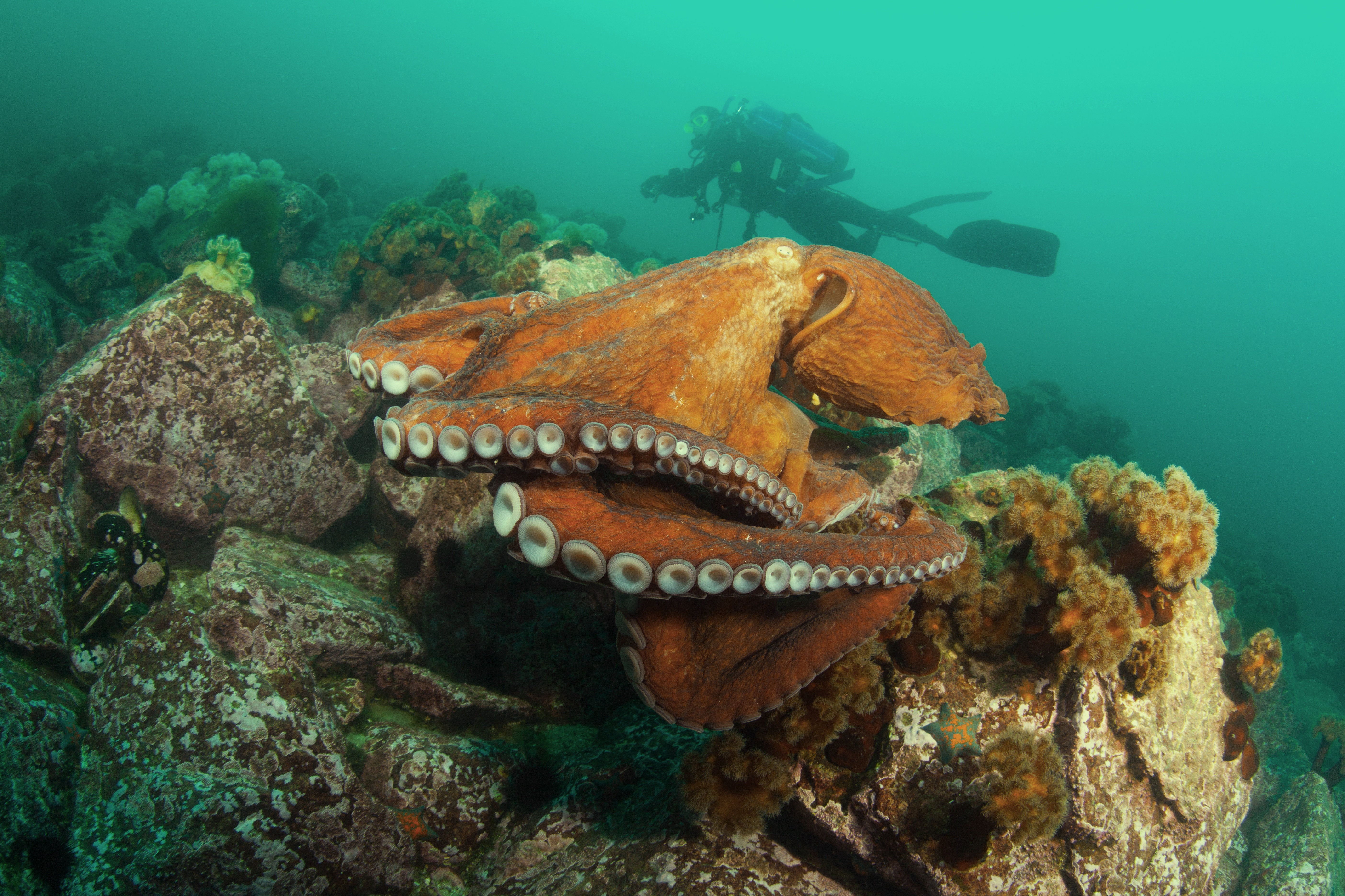 Diver encounters a giant pacific octopus in Washington&#039;s Fort Casey Underwater State Park