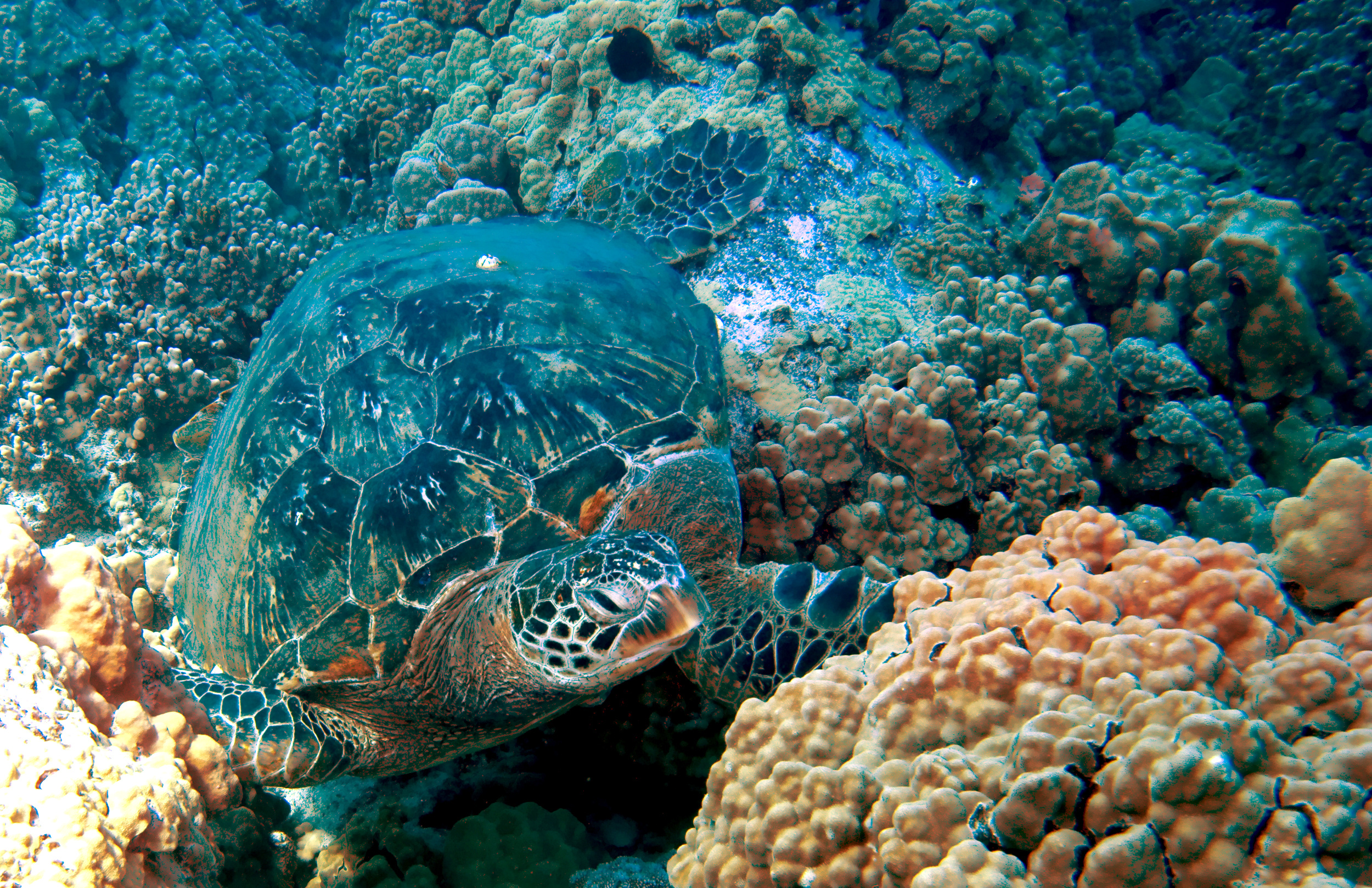 Green sea turtle navigates his way about his favorite site in Kauai, the Sheraton Caverns