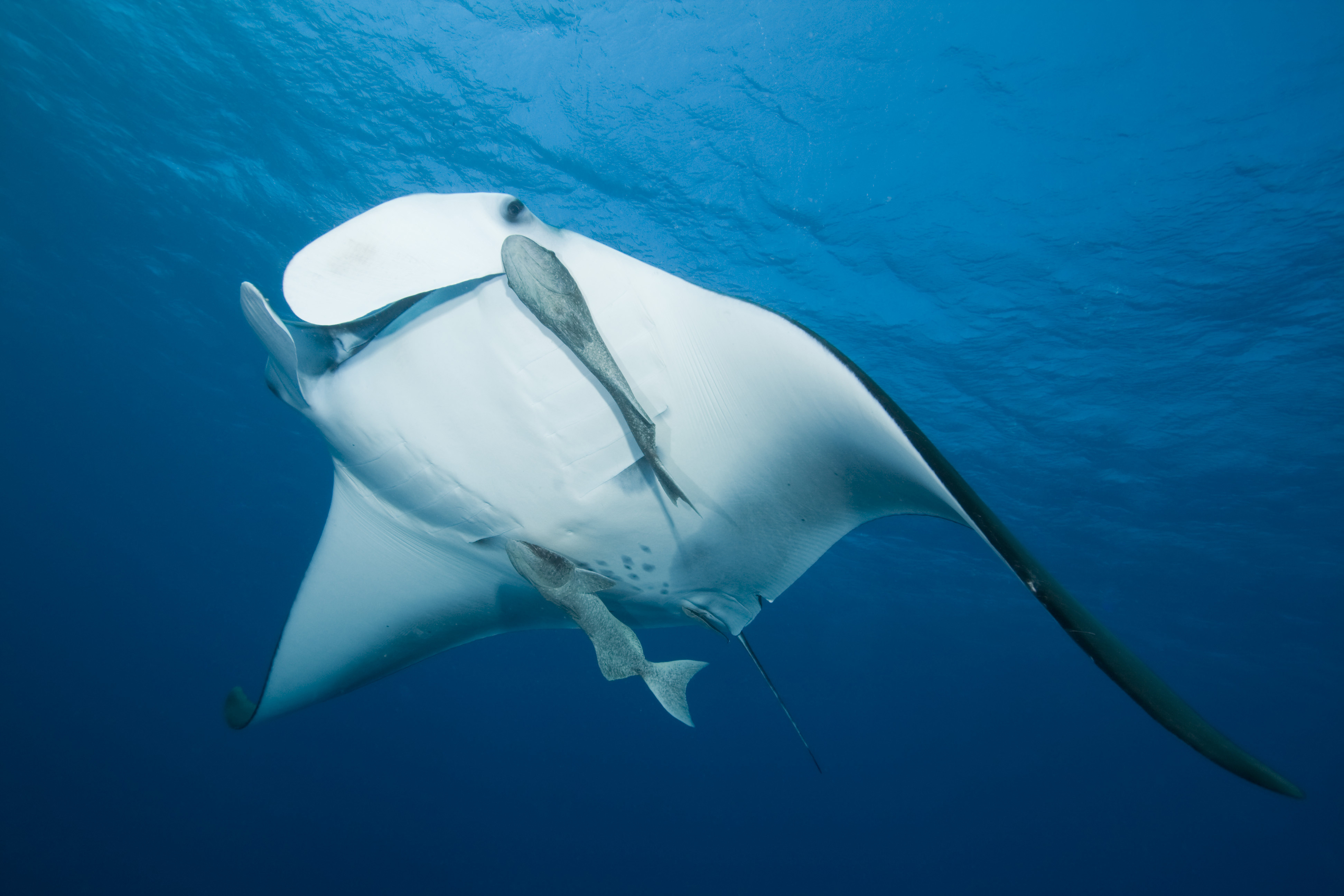 Manta ray with large wingspan swims in the waters of Catalina Islands in Costa Rica with two remoras under its belly