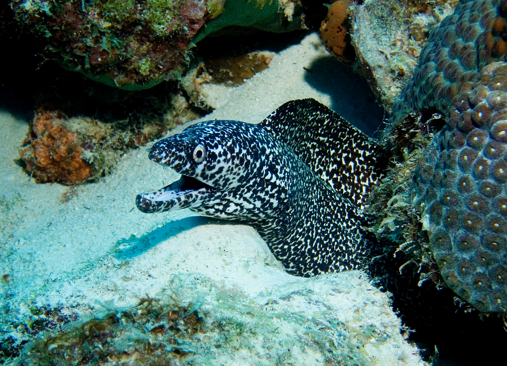 Black and white spotted moray eel shows his teeth to divers at the Blue Wall dive site in Paros, Greece