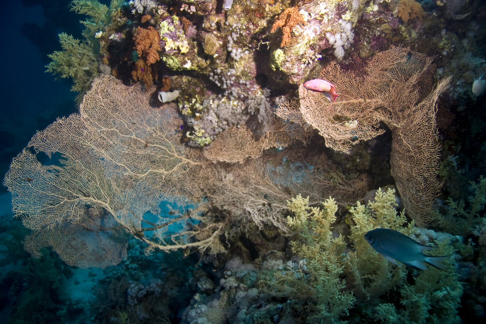 Lovely pink coral contrasts nicely against colorful fishes and white corals that line Rota&#039;s Pearlman Tunnel in the Northern Mariana Islands