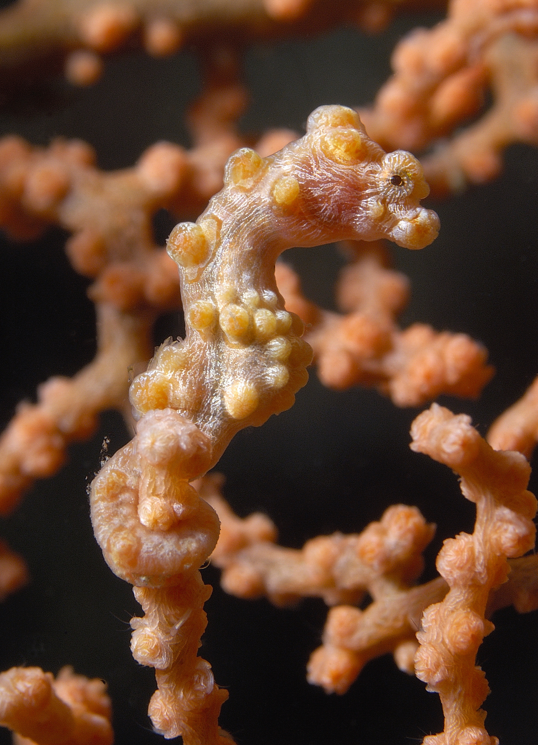 Pink and yellow pygmy seahorse poses for diver photos at the Gorgonian Valley site in New Caledonia&#039;s Isle of Pines