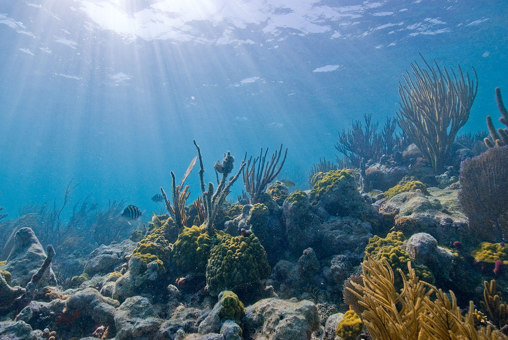 Vibrant coral reef brightly lit by the sunshine above in Florida's Biscayne National Park