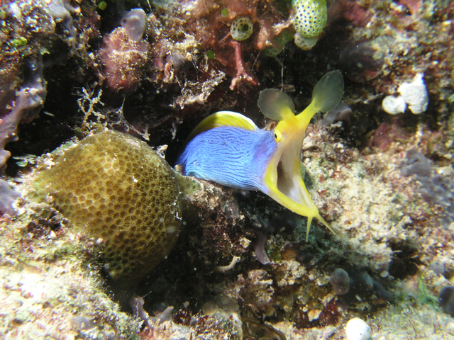 Blue ribbon eel extends from behind coral structures with its mouth open at the Wakaya Island dive site in Fiji&#039;s Koro Sea