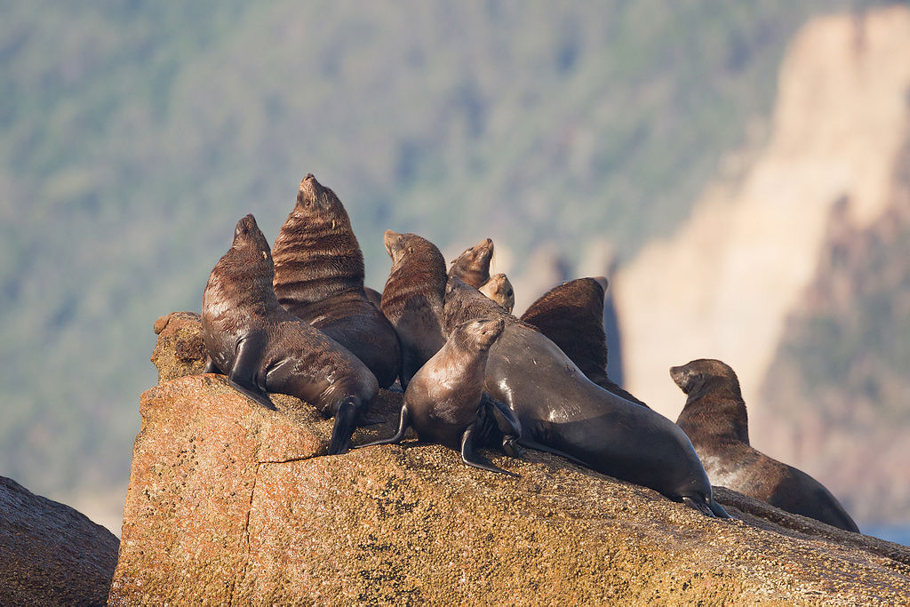 A group of playful brown fur seals take in the morning sunshine before jumping into the ocean for a swim at Hippolyte Rock in Tasmania, Australia