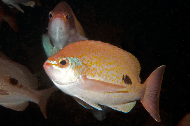School of beautiful butterfly perch swim about the waters surrounding the Hairy Wall dive site in Governors Island Marine Park in Tasmania, Australia