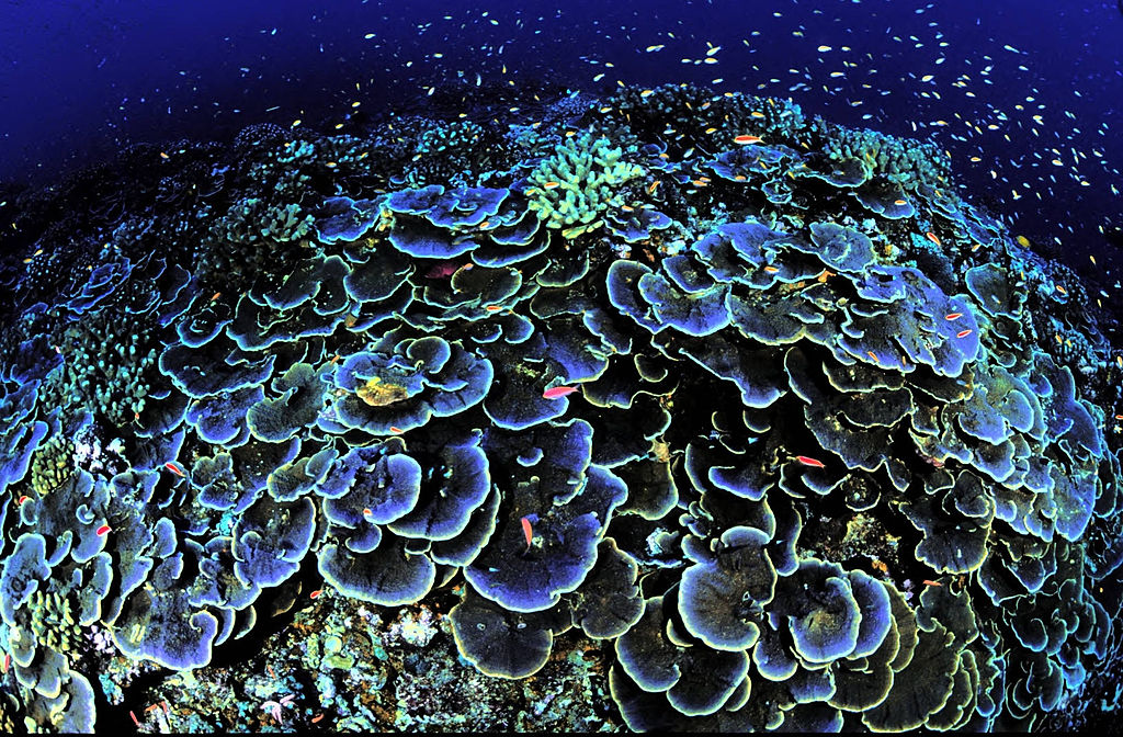 Colorful hard and soft corals are home to the reef fish on Jarvis Island&#039;s National Wildlife Refuge