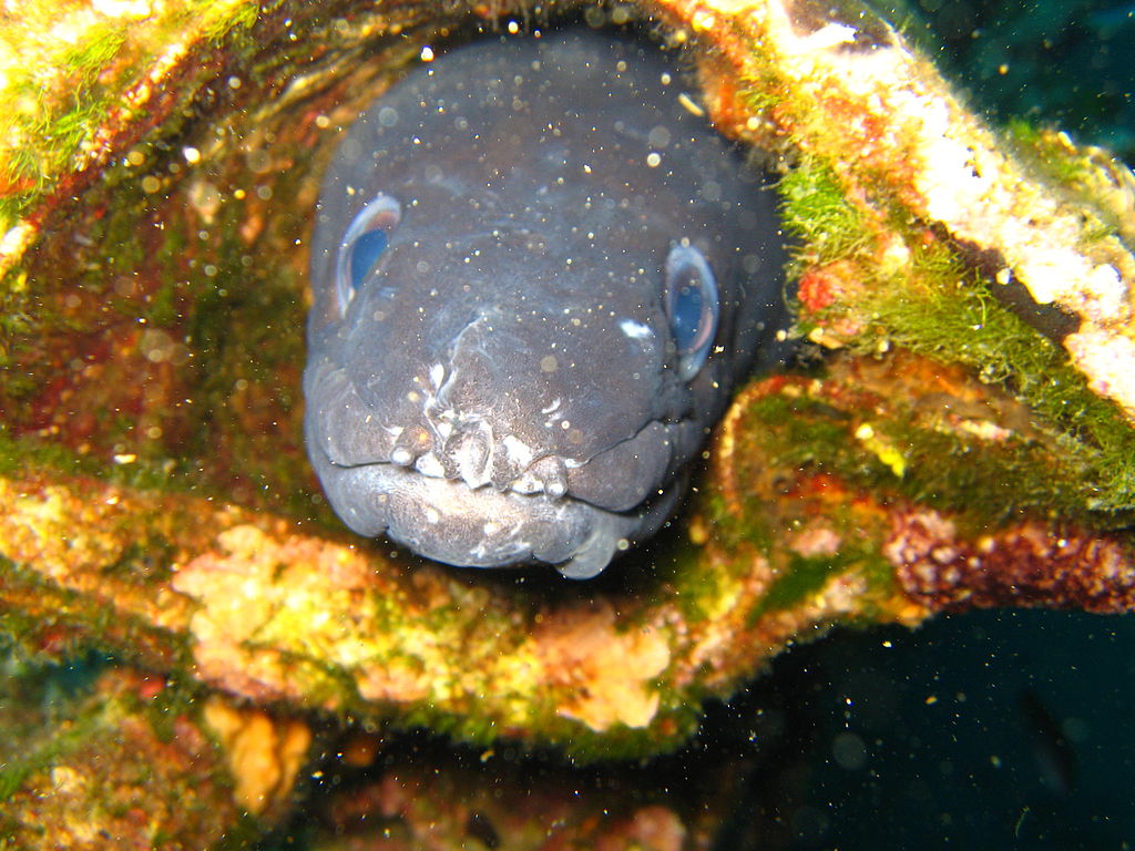 A curious conger eel peeks out of rocky coral structures along Fiesa Reef in Slovenia
