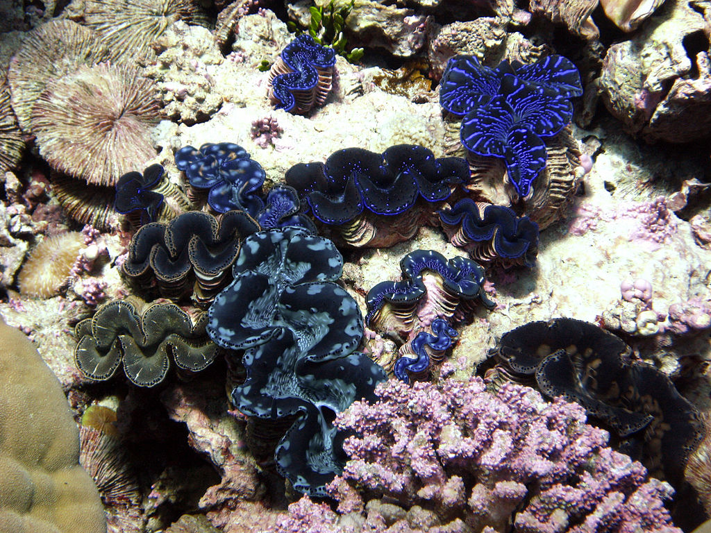 Purple, blue, and pink hard corals are found in abundance on Kingman Reef as they provide security and nourishment for other local marine life