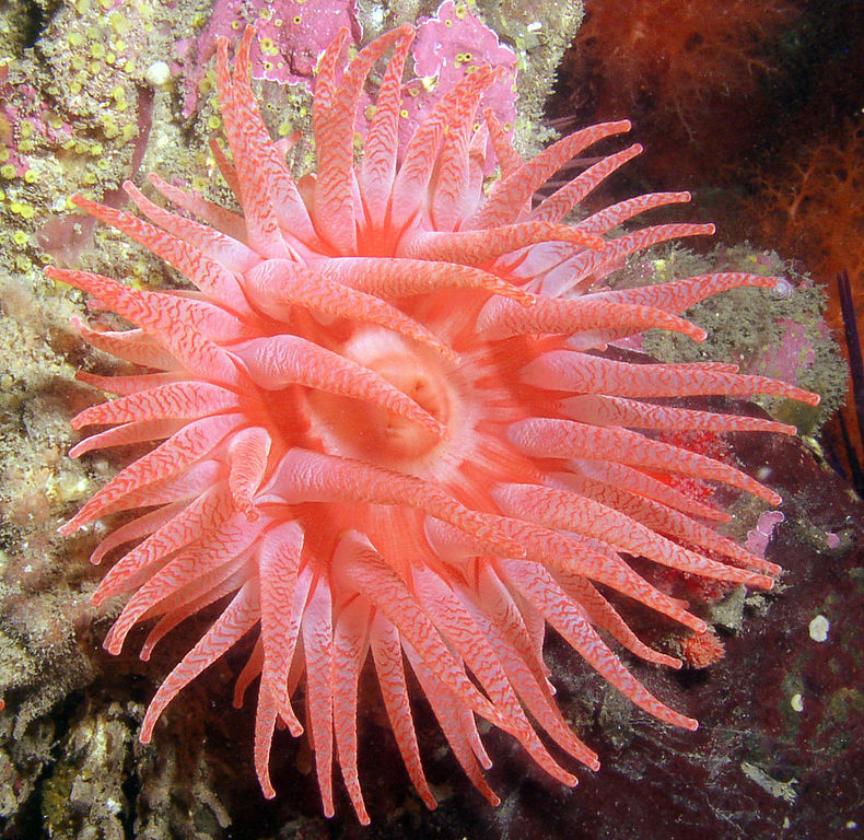 A rare pink crimson anemone makes its home among other coral encrusted surfaces at the Orlebar Point dive site on Gabriola Island in British Colombia, Canada