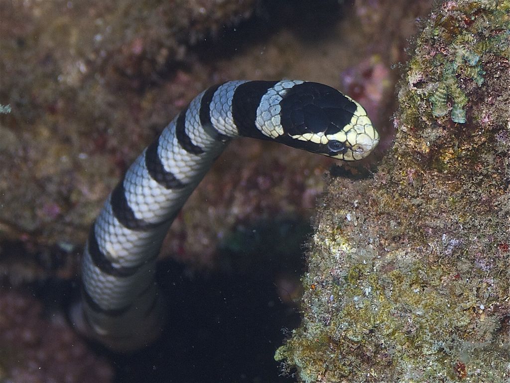 Banded sea snake with yellow head exits its hiding spot along Cervera Shoal on Panglao&#039;s Snake Island