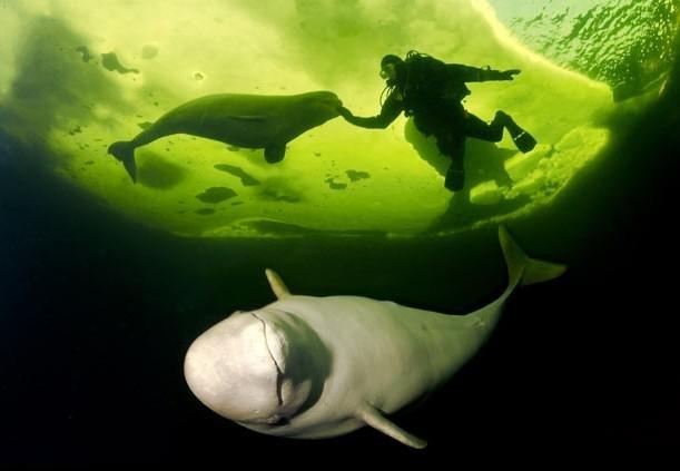 Diver engages with several beluga whales that were recently rehabilitated and returned to the wild in Russia's White Sea