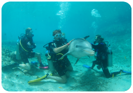 Several scuba divers enjoy an up close encounter with dolphins in Curacao at the Dolphin Academy