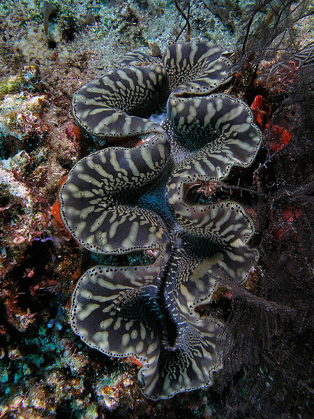 Giant clam nestled among coral structures at the Giant Clam Sanctuary dive site in Romblon, Philippines