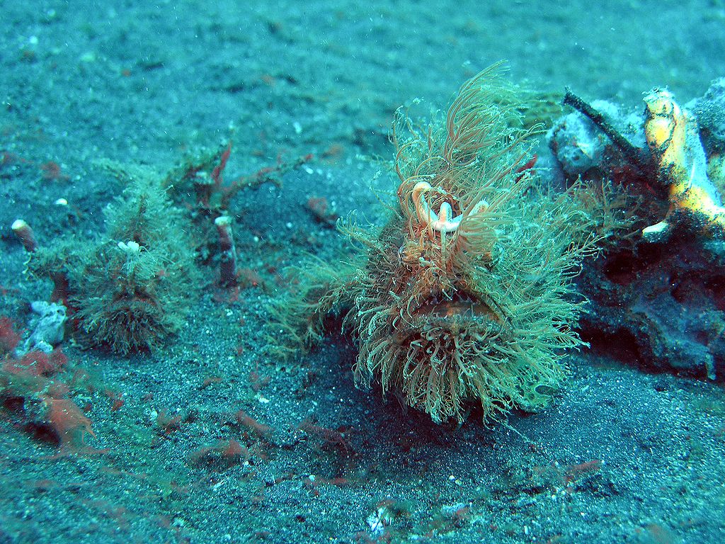 Hairy frogfish explores the dark sandy bottom of Jahir dive site in Lembeh Straits, Indonesia
