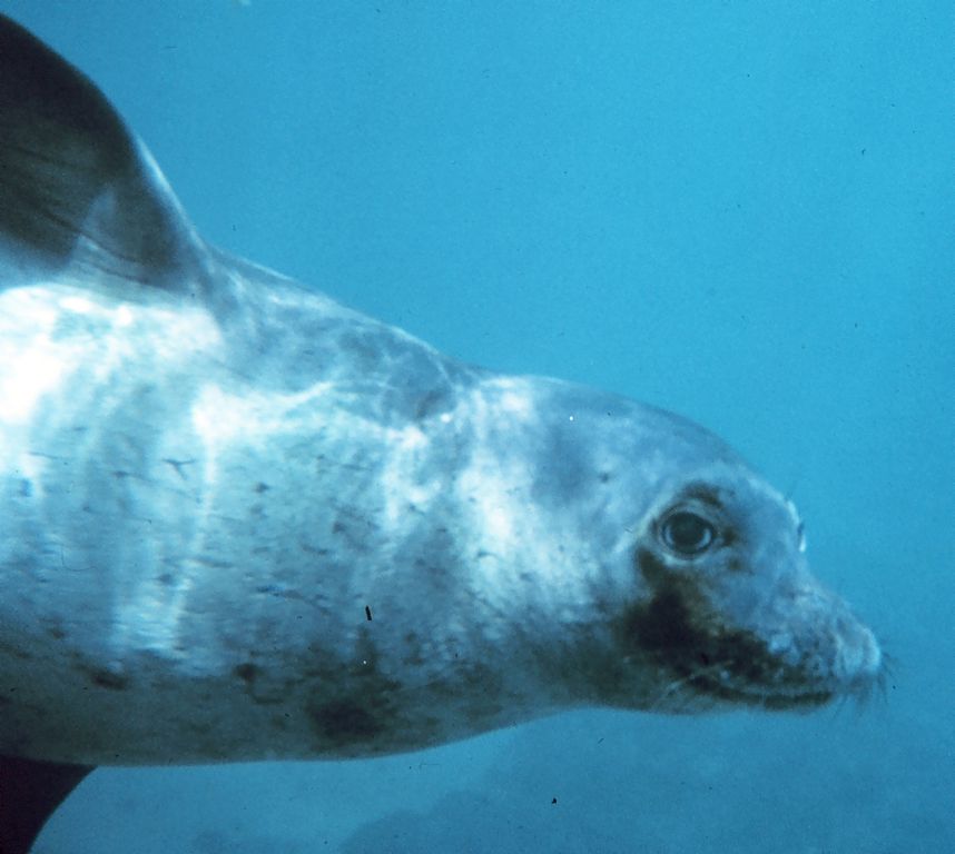 Hawaiian monk seal poses for diver photo at Hidden Pinnacle dive site in Maui, Hawaii