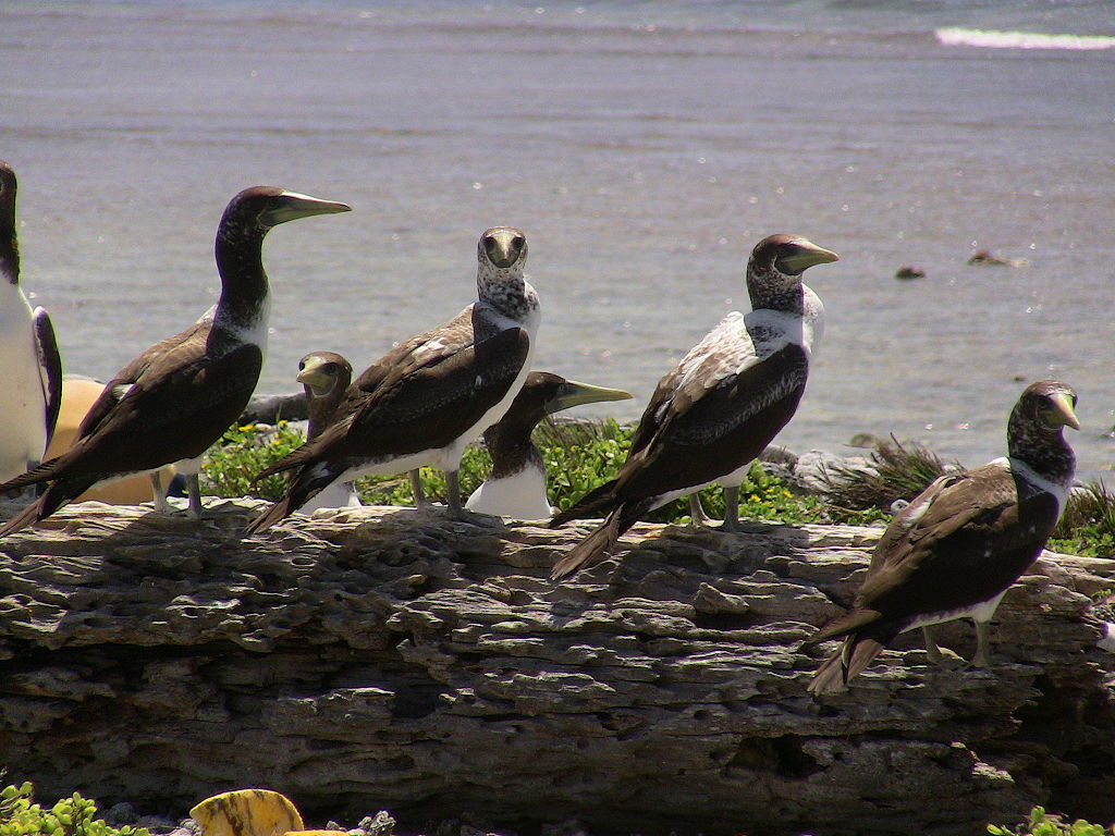 A cluster of brown boobies pose for photos on a rocky structure overlooking the waters of Howland Island