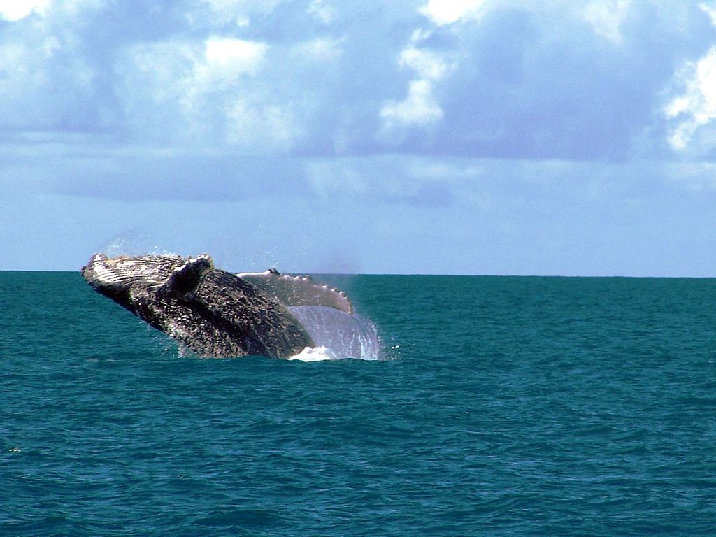 Humpback whale breaching in the clear blue waters of Abrolhos Marine National Park in Bahia, Brazil