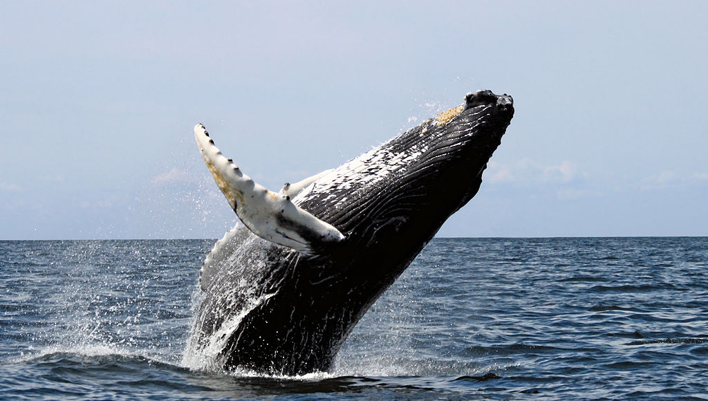 Large humpback whale breaching in the waters of Zavora, Mozambique