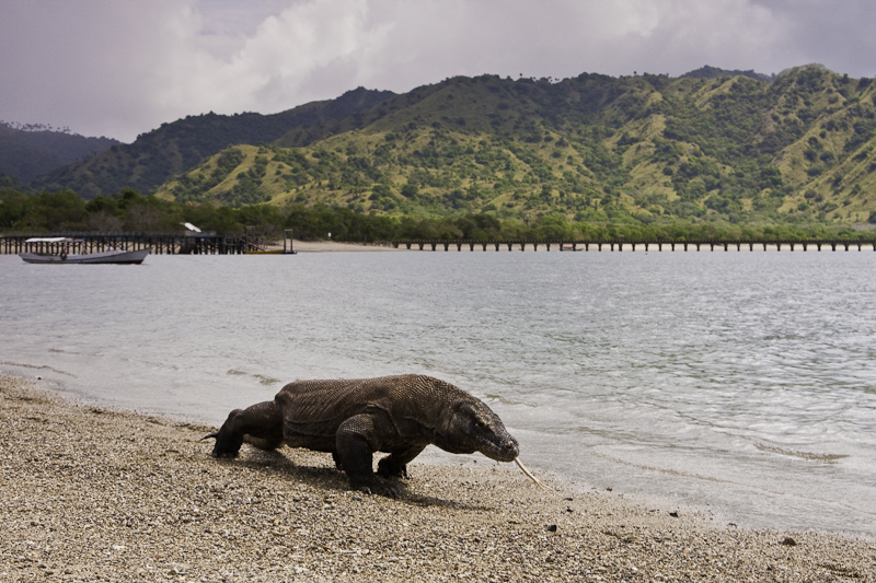 Komodo dragon walks along the beach in Komodo National Park in Indonesia
