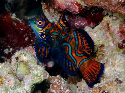 Blue, red, and orange mandarin fish adds color to the coral reefs that line Mandarin Bay on Sibuan Island in Malaysia