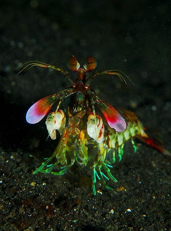 Colorful mantis shrimp rests along the sandy bottom of the Twilight Zone dive site in West Timor's Alor