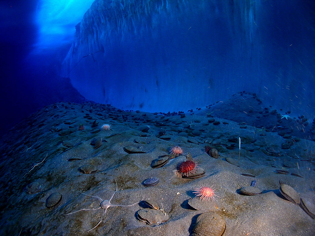 Sea urchins, brittle stars, sponges and other marine life hover along the ocean floor next to the ice wall