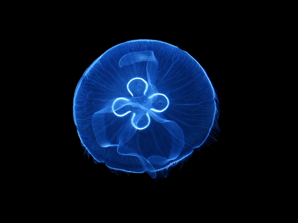 A moon jellyfish, also known as Aurelia aurita, taken on a night dive at Dolphin Beach on Canada's Vancouver Island