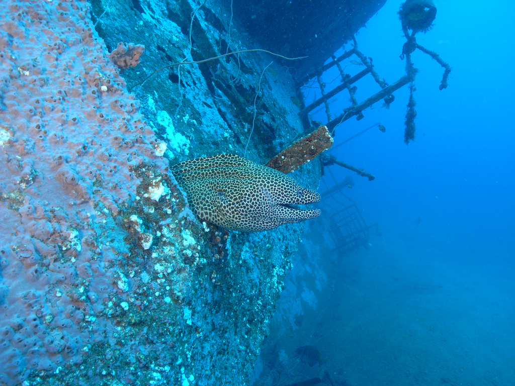 The resident moray eel pokes his head out of his home on the MV Dania Wreck in Mombasa, Kenya