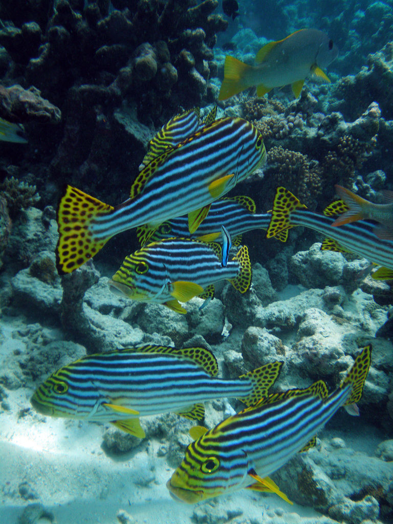 A group of oriental sweetlips swim about the coral formations found at the Shelter Cove dive site in India's Nicobar Islands