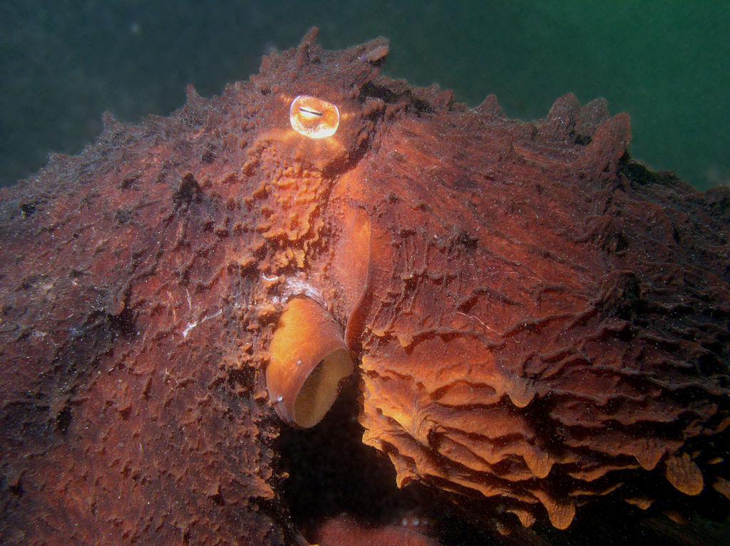 Close up of a pacific octopus found at the Wain Rock dive site on Saanich Inlet, Canada
