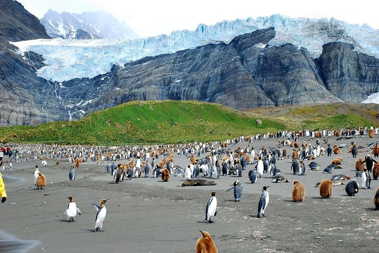 Colony of king penguins frolic around glaciers surrounding the icy South Georgia Island
