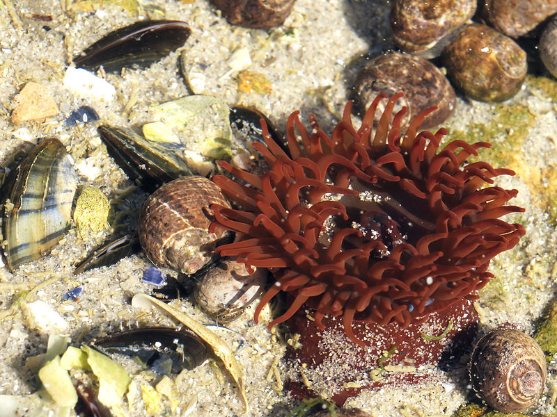Beautiful pink beadlet anemone sits along the sandy bottom at Coralligene De Cerbere in Cerbere, France