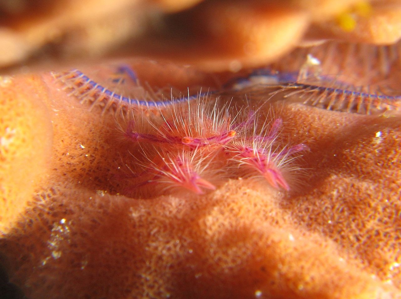 Vibrant pink squat lobster, also known as lauriea siagiani, rests among pristine corals at The Tunnel dive site in Malyasia's Layang Layang