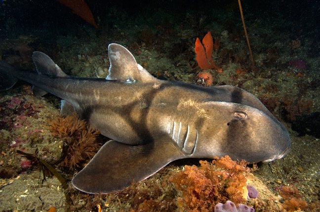 A single Port Jackson shark rests on the sandy bottom of the Arch dive site in Jervis Bay, Australia