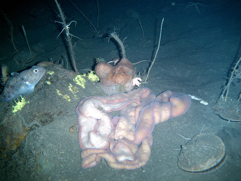 Large proboscis worm makes its way along the sandy bottom of Deception Island in Antarctica