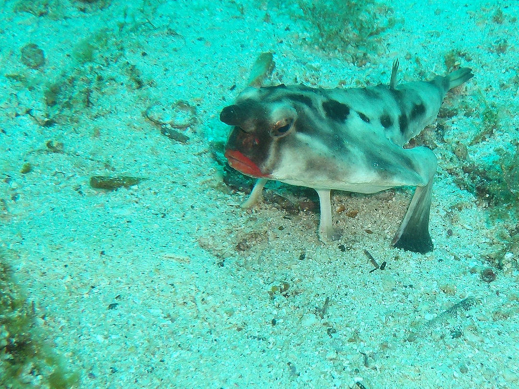 A red-lipped batfish rests on the sandy bottom of Everest dive site on Cocos Island, Costa Rica