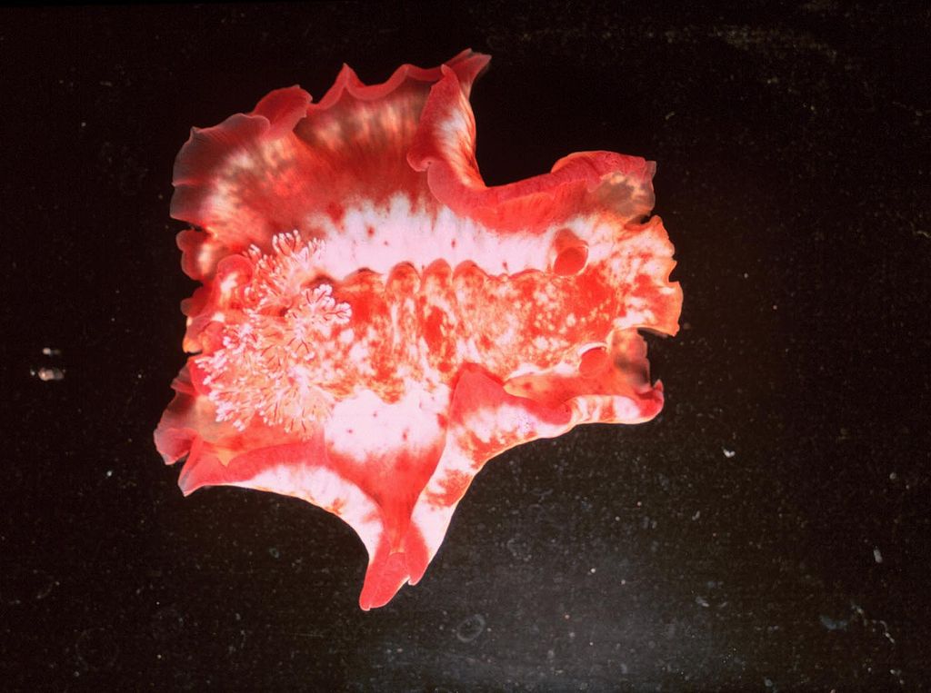 The spanish dancer or hexabranchus sanguineus in full swim on a night dive at Biet Point in El Nido, Philippines