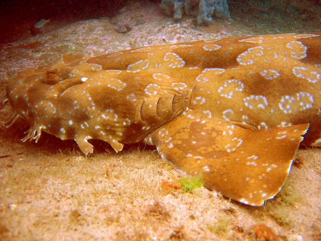 A wobbegong shark hovering over coral structures found on Wedding Cake Island in Sydney, Australia