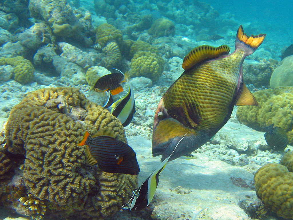 Titan triggerfish moves about the coral structures found at Palau&#039;s Ulong Channel