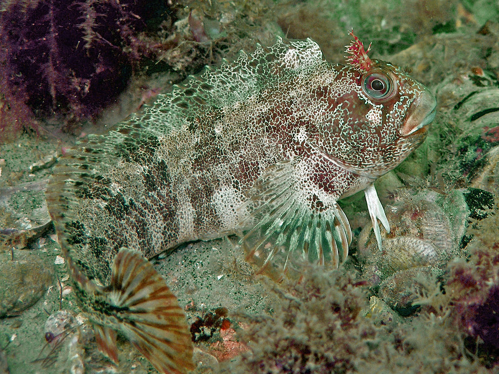 Tompot blenny makes its way through the waters at the Castle Breakwater site in Jersey, The Channel Islands