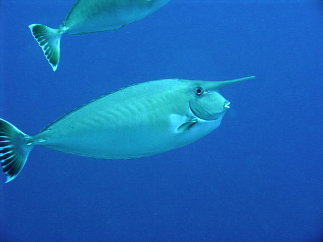 Close up of whitemargin unicornfish swimming about the waters surrounding Mauna Lani Caves on the Big Island of Hawaii