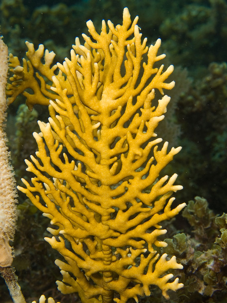 Close up of yellow branching fire coral at the Blonde Rock dive site on Peter Island