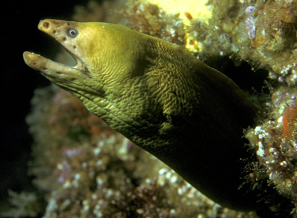 Bright yellow moray eel smiles for diver photos as he pokes his head out from the coral encrusted surfaces found at the Crater Bay dive site on Slipper Island in New Zealand