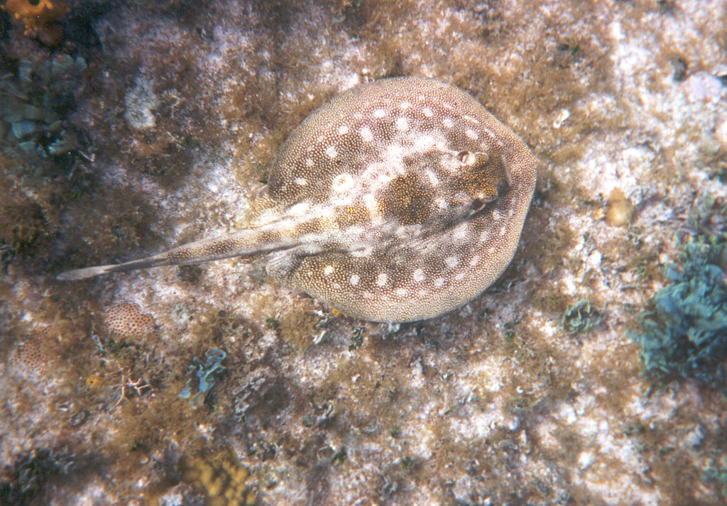 Yellow stingray moves slowly along the bottom of Pompion Canyons dive site in search of scraps