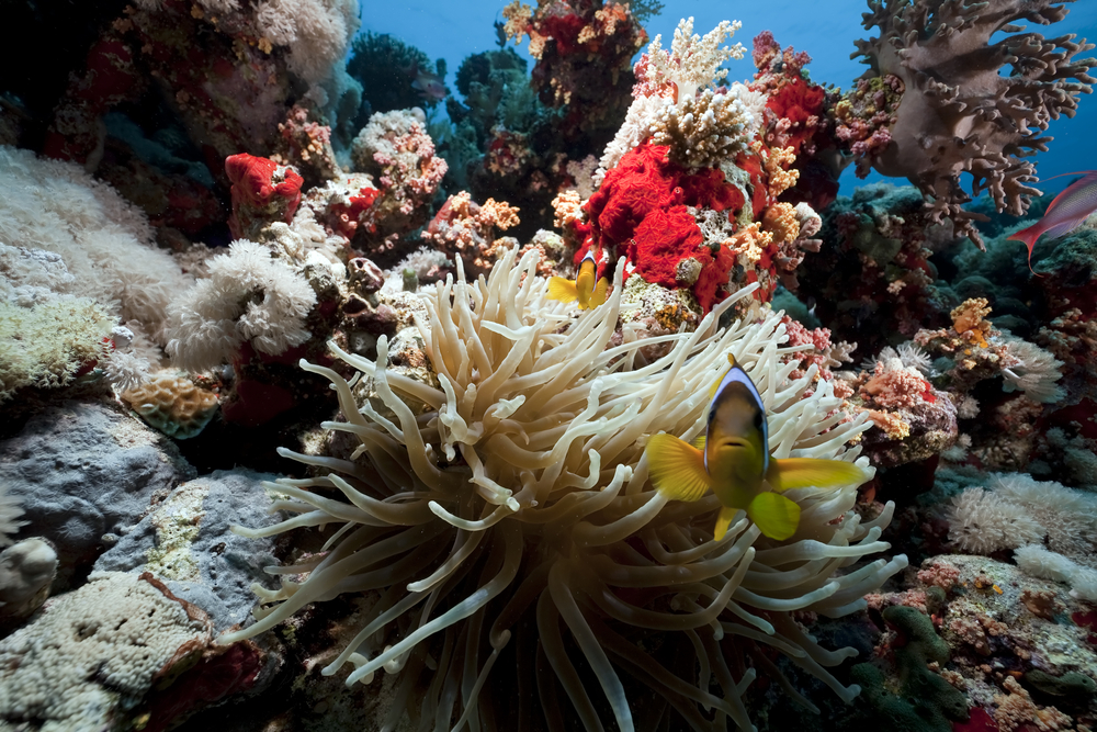 White anemone and its partner clownfish are residents of Aquarium Bay dive site in Fethiye, Turkey