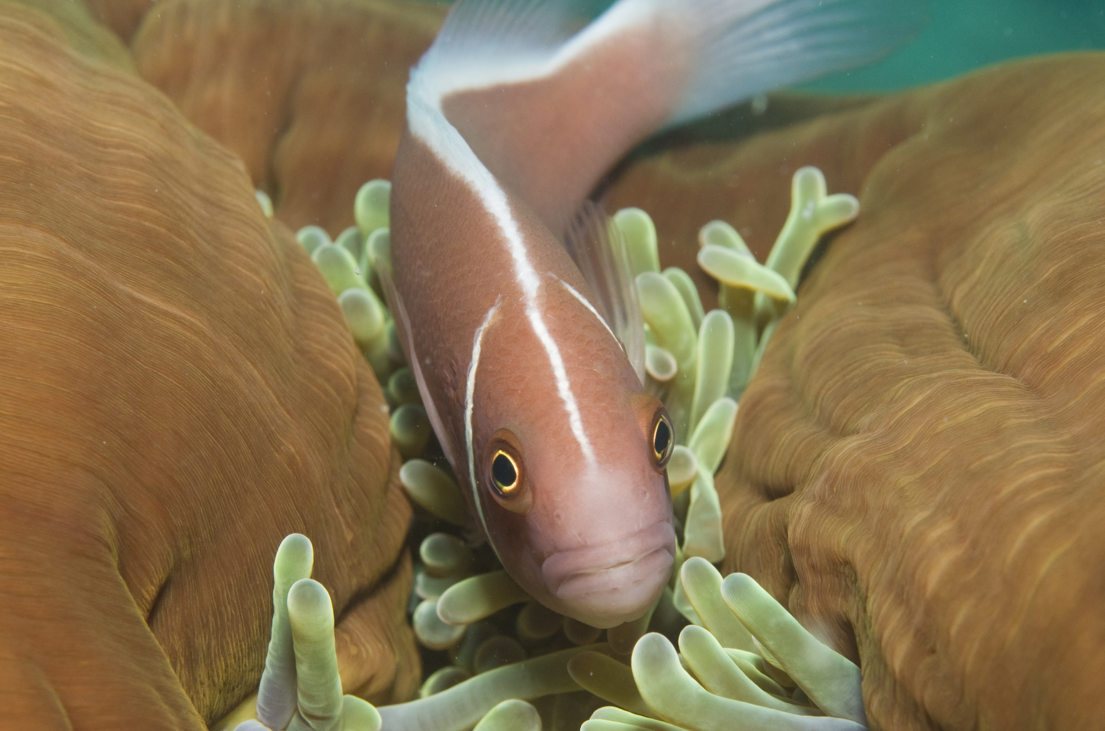 Cute clownfish swims about anemone at Kajikaki dive site, also known as Rudder Scraper, on Japan's Izu Peninsula's East Coast