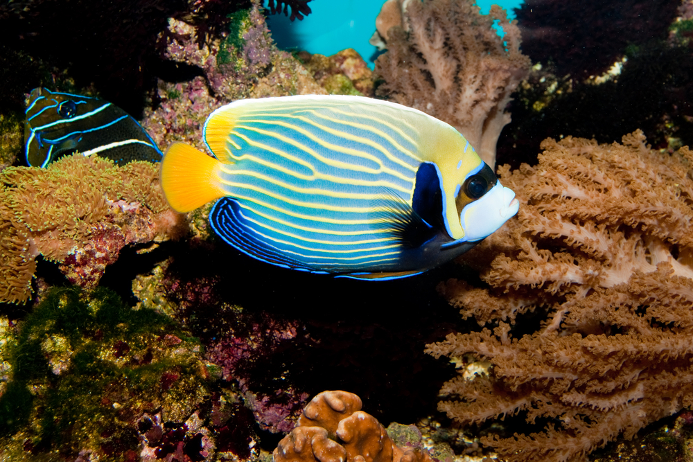 Bright and colorful angelfish swims among other inhabitants at Angelfish Reef on Norman Island in the British Virgin Islands